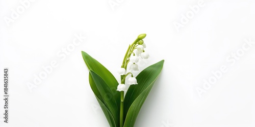 Lily of the valley flower o...