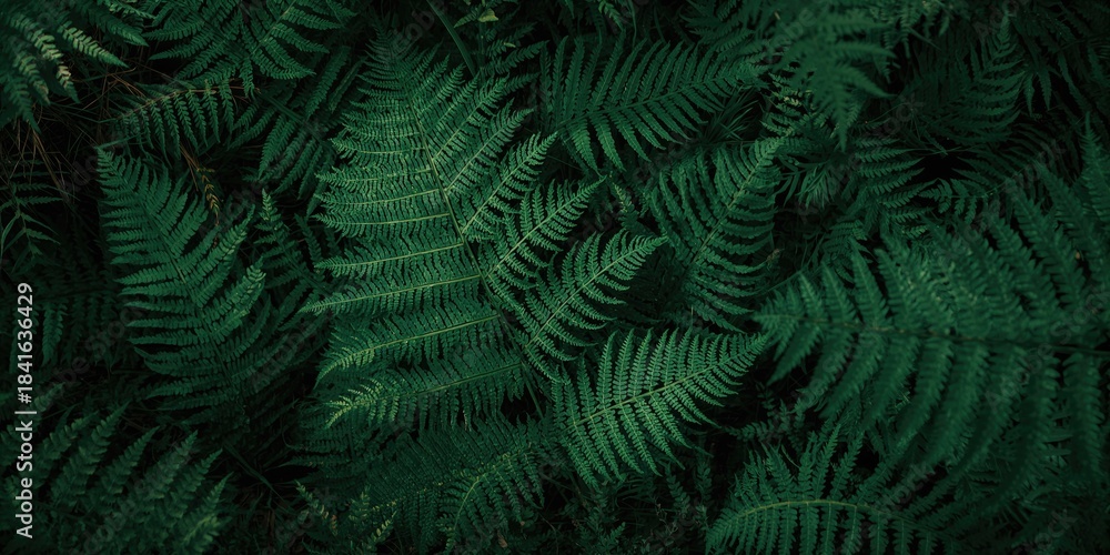 Obraz premium Close-up of dark green fern foliage used as a natural background for text or design, plant detail