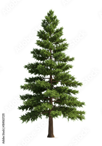 hyper-realistic cgi render of a mature ponderosa pine tree with rich green needles and robust textured brown bark, isolated on a clean white background. concept for professional 3d asset design