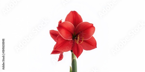 Lady Jane Amaryllis with mu...