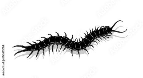 Detailed vector illustration of a black centipede with multiple legs crawling
