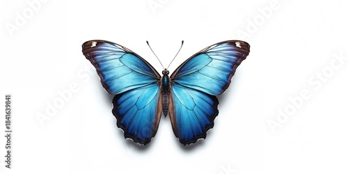 Brightly colored butterfly ...