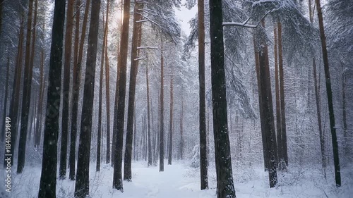 Snowfall in a tranquil winter pine forest at sunset.