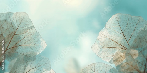 Group of skeleton leaves on...