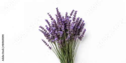 Lavender flowers on a white...