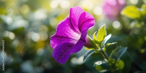 Vivid purple Petunia x atki...