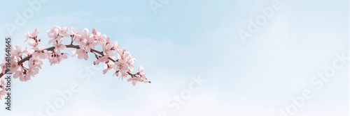 Pink cherry blossom flowers...