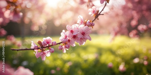 Pink cherry buds on tree br...