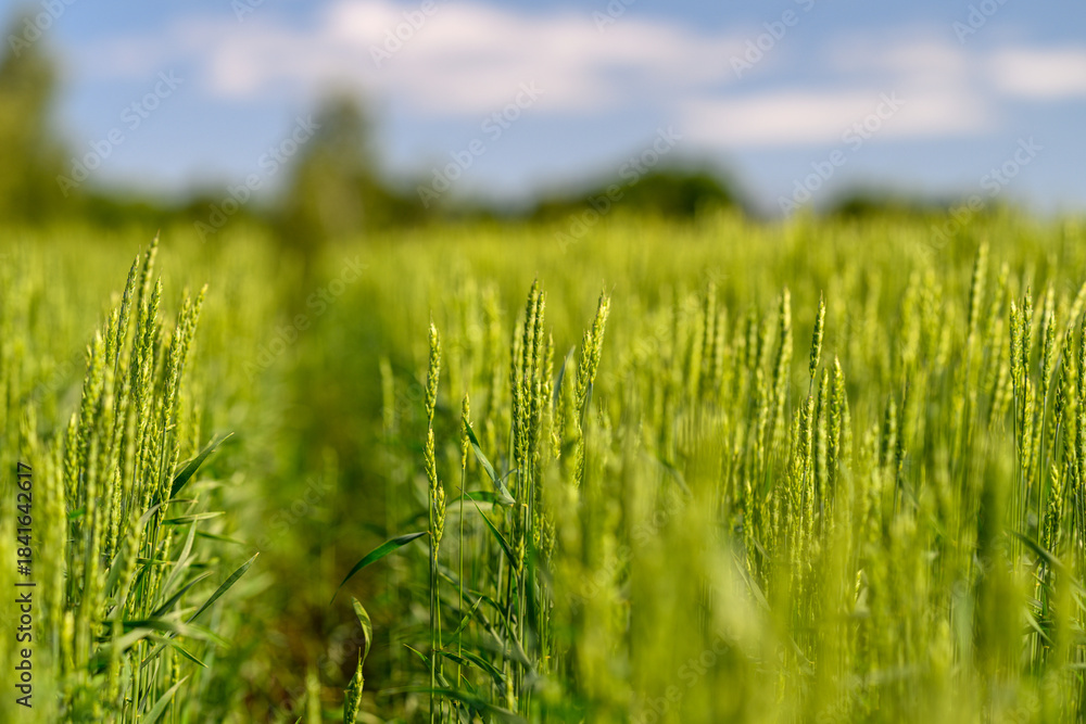 Fototapeta premium A Spacious and Lush Green Field Filled with Golden Grain Stretching Under a Bright Blue Sky