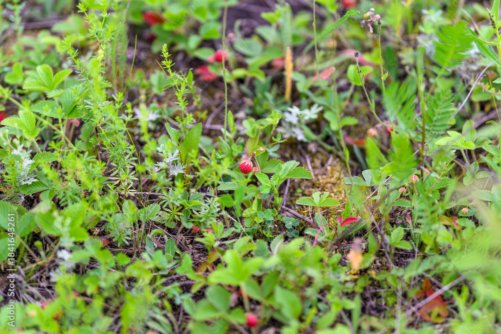 Fototapeta premium Experience the lush and vibrant greenery along with the wild berries found in natures beauty