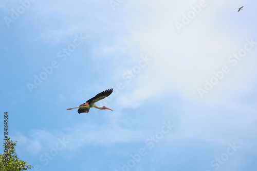 The Painted Stork bird (Mycteria leucocephala) is flying