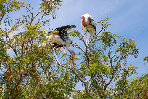 The Painted Stork bird (Mycteria leucocephala) on tree in nature