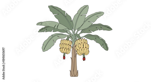 Stylized banana tree illustration with hanging bunches on a clean white backdrop