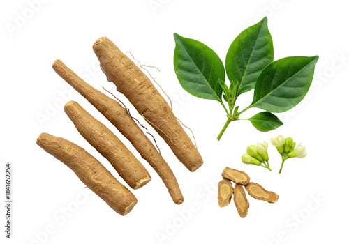 Hyper-detailed flat lay macro shot of a freshly harvested ashwagandha plant showing beige fibrous taproots, green oval leaves, and yellow bell flowers. Isolated on pure white with zero shadow, focus