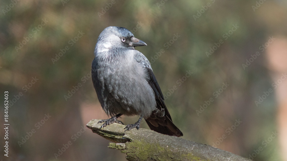 Fototapeta premium black crowned night heron