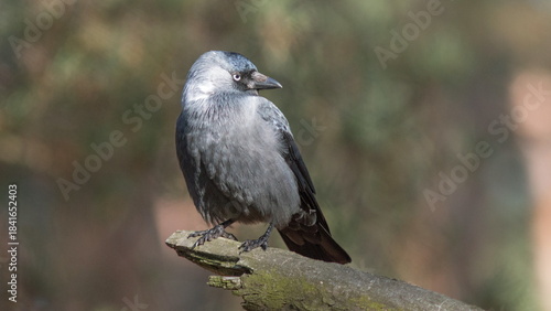 black crowned night heron