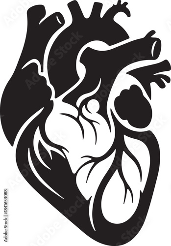Anatomical Human Heart Vector Art Black & White Medical Illustration