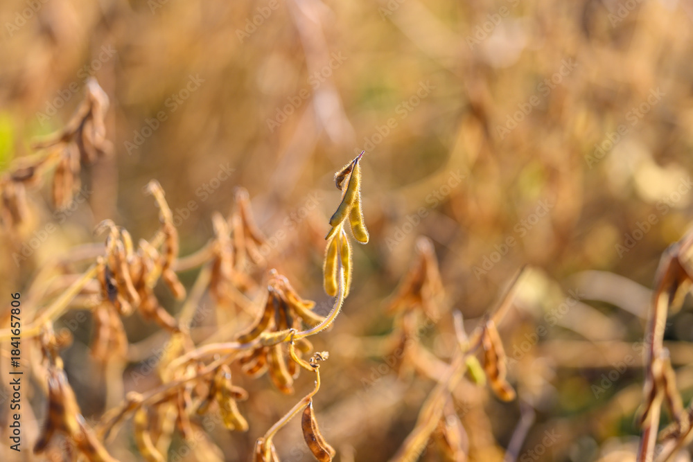 Naklejka premium Sunlit soybean with delicate leaves, Gentle rural scene featuring soybean and golden hues, Serene rural landscape emphasizing fragile plant life and tranquility of autumn harvest