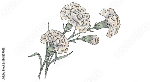 Elegant floral vector illustration featuring delicate carnations in soft white hues isolated on a