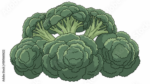 Fresh broccoli heads with vibrant green florets and healthy stems on white background. Fresh broccoli provides essential nutrients, perfect for cooking delicious meals.