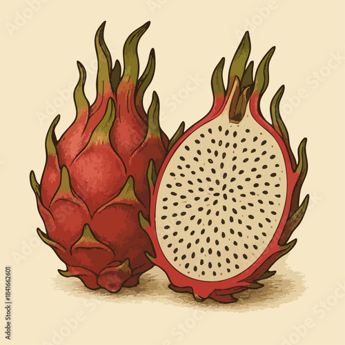 Dragon Fruit Illustration cut in half, vector illustration