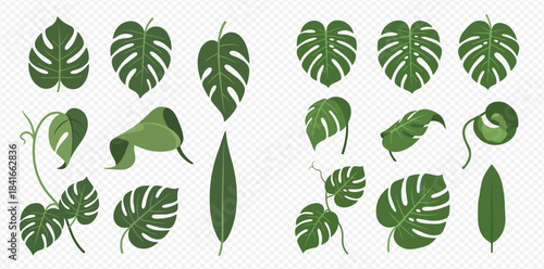 Set of various tropical monstera leaves and other green foliage elements for design decoration.