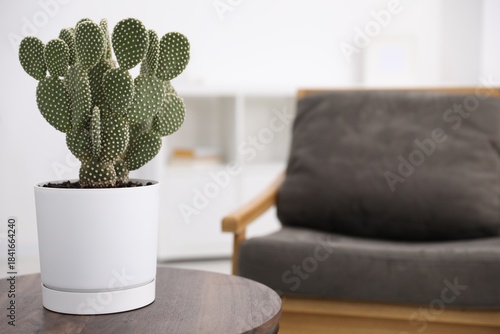 Photos Beautiful prickly pear cactus in pot on wooden table indoors, space for text
