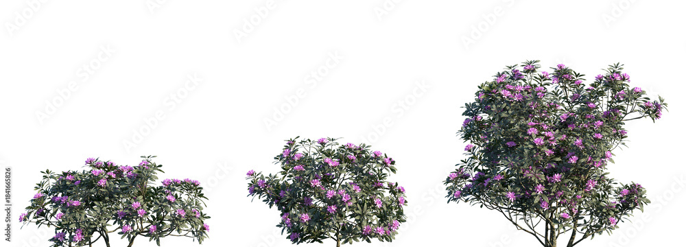 Fototapeta premium Set of Rhododendron ponticum (called common rhododendron or pontic rhododendron) isolated png on a transparent background perfectly cutout high resolution