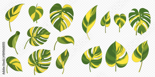 Collection of vibrant variegated tropical leaves with green and yellow patterns, perfect for exotic designs.