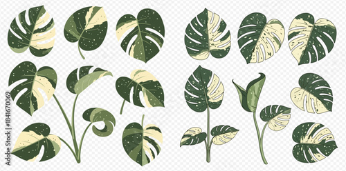 Set of various monstera albo variegated leaves and plants illustration.