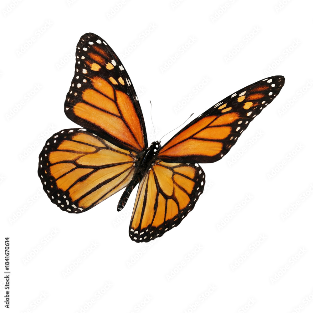 Fototapeta premium Vibrant monarch butterfly with open orange and black wings isolated on transparent background.