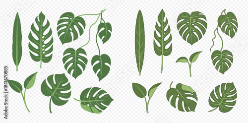 Set of various tropical green leaves, including monstera and other exotic foliage, isolated on a transparent background.