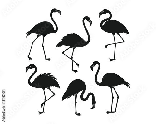 A graphic design featuring six black silhouette illustrations of flamingos in different elegant stances and postures