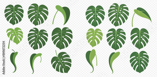 Set of various green monstera deliciosa leaves and tropical foliage elements on transparent background.