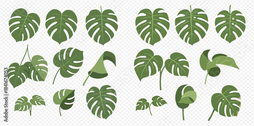 Monstera Deliciosa Leaves Vector Illustration Set for Tropical and Botanical Designs.