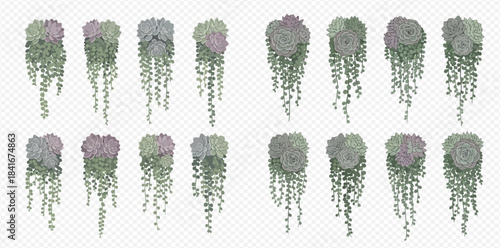 Set of various hanging plants and succulents, top view, isolated on transparent background.