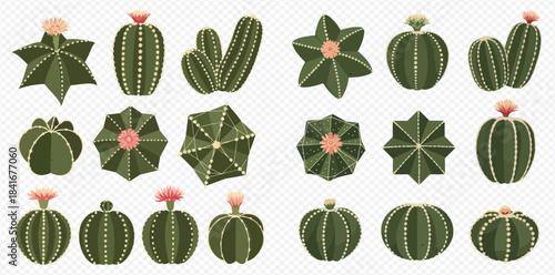 Set of various green cacti with pink flowers, different shapes and sizes, isolated on transparent background.