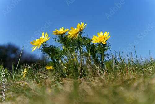 Tableau sur toile Frühlings-Adonisröschen, Frühlings-Adonis, Adonis vernalis