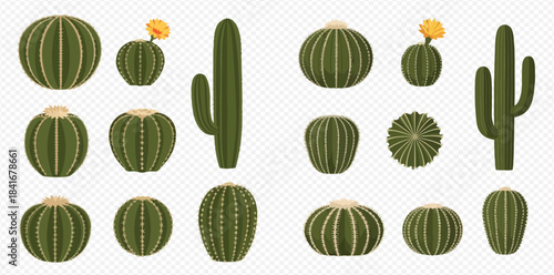Collection of various green cactus plants with and without flowers, isolated on transparent background.