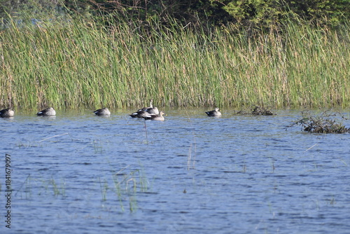 Tableau sur toile A group of spot billed indian ducks are seen leisurely swimming in a wetlands la