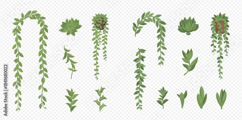 Set of various green hanging houseplant leaves and succulents for home decoration.