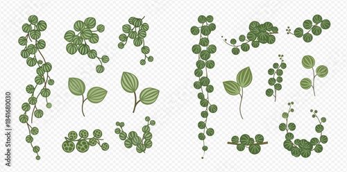 Set of green string of pearls plant elements and leaves for decoration.