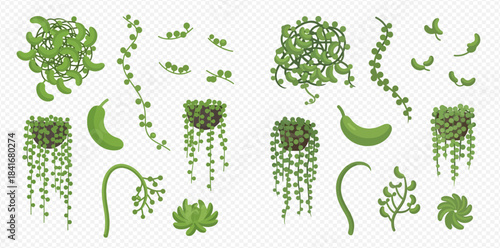 Set of various string of pearls succulent plants with hanging vines and leaves on transparent background.