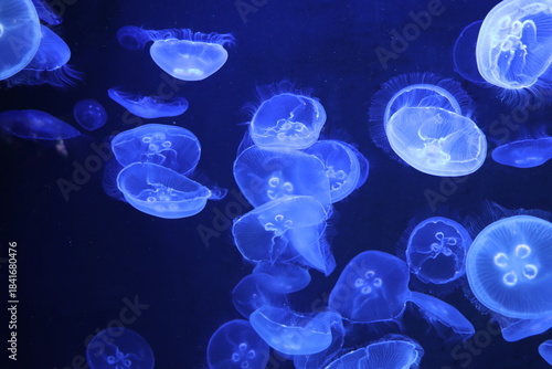Gruppe leuchtend blauer Ohrenquallen (Aurelia aurita), die in einem Aquarium vor dunklem Hintergrund schwimmen
