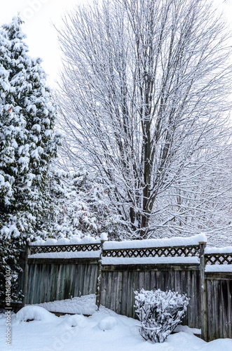Heavy snowfall covering cedar and maple tree branches on a winter day.