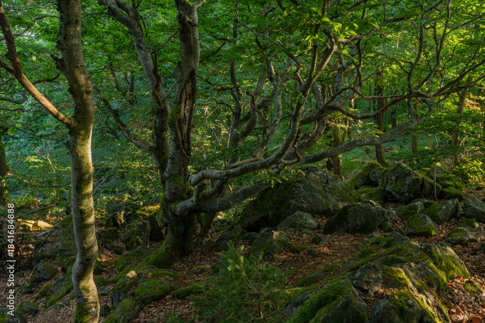 Obraz premium Wetterbäume am Kreuzberg im Abendlicht, Biosphärenreservat Rhön, Unterfranken, Franken, Bayern, Deutschland