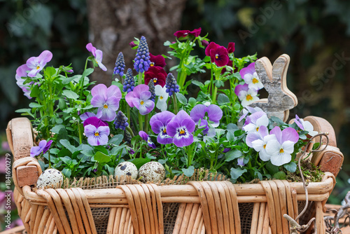 lila und weiße Hornveilchen (Viola cornuta) und Traubenhyazinthen (Muscari) im Korb im Frühlingsgarten	
