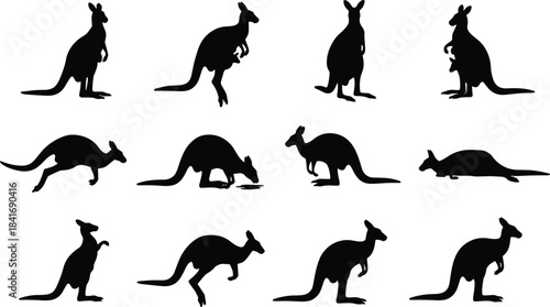 Australian Kangaroo Silhouette Vector Set, Isolated Collection of Black Marsupial Animal Poses for Design, Nature, Wildlife, and Zoo Graphics, Flat 2D CAD Drawing