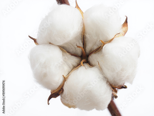 Cotton flower close-up.