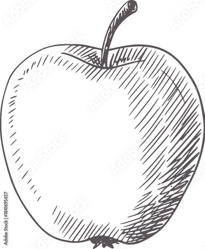 Black and white hand drawn of an apple with shading